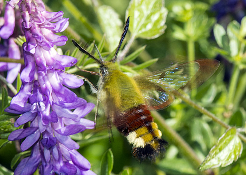 Hemaris fuciformis, Sphingidae